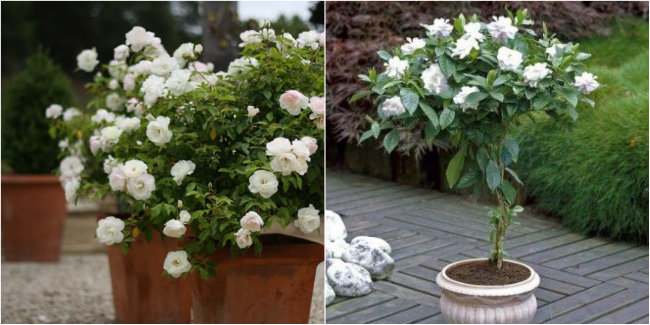 Gardenia